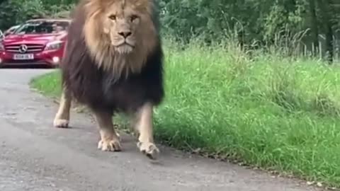 He's like walking like a king🥰🥰🔥♥️#foryoupage #petsontiktok #animals #foryou #lion #animalskingdom