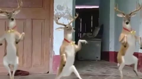 Real Funny Animal Dance Whatsapp Status Video | Funny Deer dance | Funny Video - Funny Video