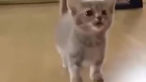 Cute cat with silly mouth