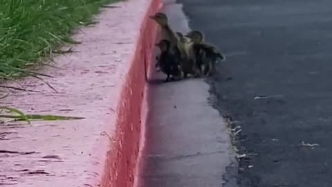 Ducklings Struggle to Climb up Curb While Crossing Street Behind Mother Duck