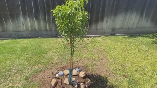 My New Peach Tree