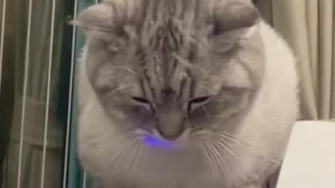 A Compilation of Adorable and Amusing Cat Clips.