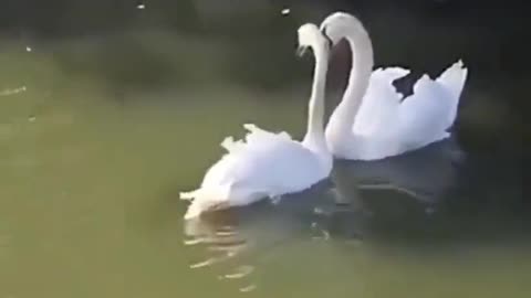 Swan couple reunited after one was treated for sickness..🦢♥️