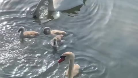 The duck family