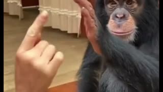 Orangutan's brain is really smart. It learns things very fast