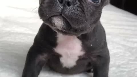 Guta is the cutest puppy 🥹 shorts frenchbulldog