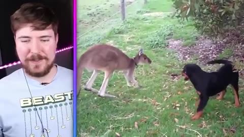 "Unbelievable Encounter: Rare Kangaroo Spotted in the Wild!"
