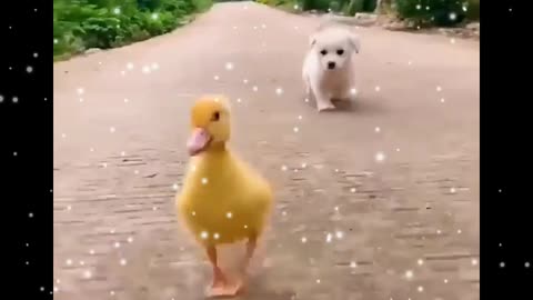 Cute Dog funny video 🥰