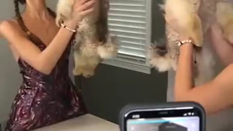 Dog hates his owner.