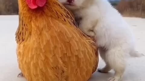 Puppy and chicken . A beautiful moment(part 90)