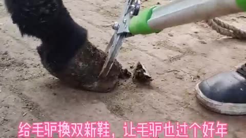 Horse hoof cleaning