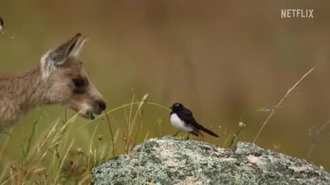 Kangaroo Valley Official Trailer Netflix