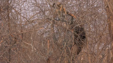 Honey Badger Catches Huge Lizard for Lunch