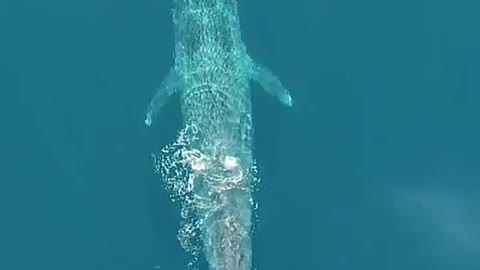Blue Whale In Ocean