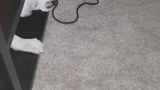 Brown dog playing with white dog under table