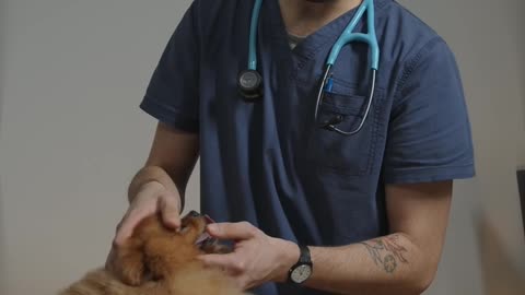 Vet Examining Little Dog's Face