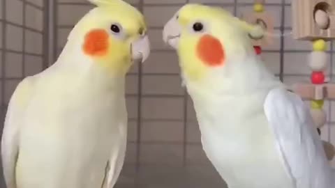 Lovely parrot singing FUNNY