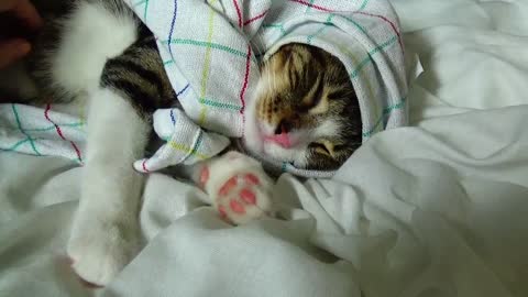 Twitching Dreaming Baby Cat Wears a Kerchief