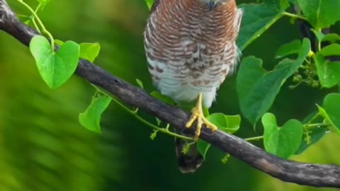 Wildlife in closer view with a natural perspective.