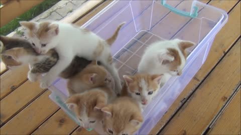 Kittens meowing (too much cuteness) - All talking