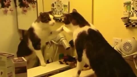 Mirror Pranks on Animals | Cats vs mirrors | Time for Funny Animals