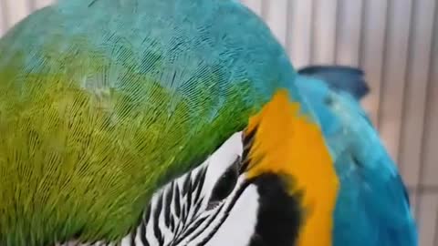 Blue and Gold Macaw Parrot pet, Blue gold macaw, Cute birds