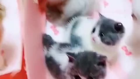 Hard to choose a lot of cute kitten gang