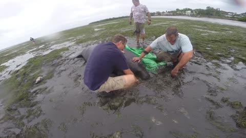 Good Samaritans Help Beached Manatees After The Storm