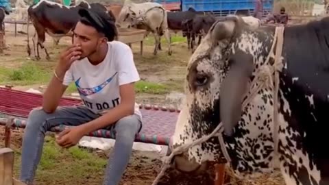 Eid UL Adha 🐄 special TikTok cow funny videos 2023 #cowvideos #tiktokvideo #viralvideo