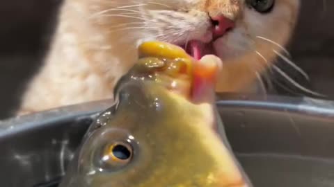 Cute cat eating fish