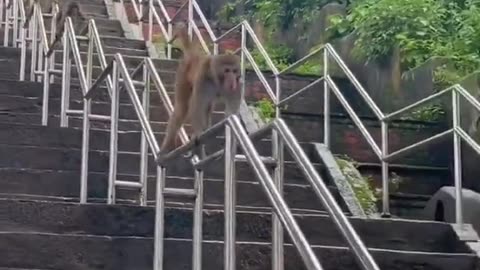 Monkey race up the stairs.