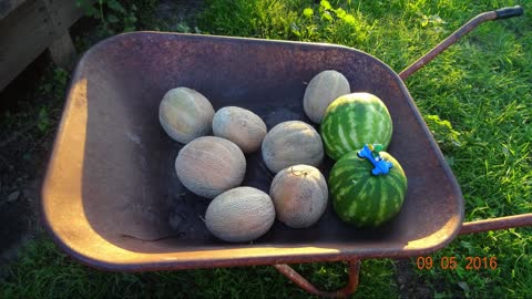 A Michigan Farm