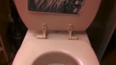 Toilet Makes Strange yet Very Familiar Sound