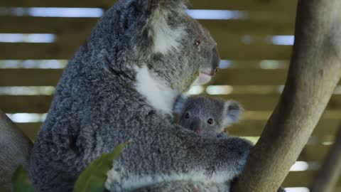 Most precious Koala Joey moments ever! -4