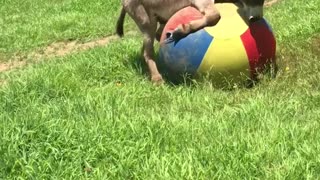 Donkey Has a Ball