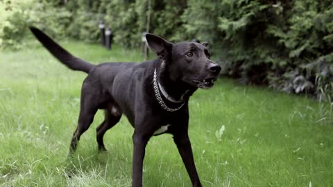 Slow motion video of a black dog in the village