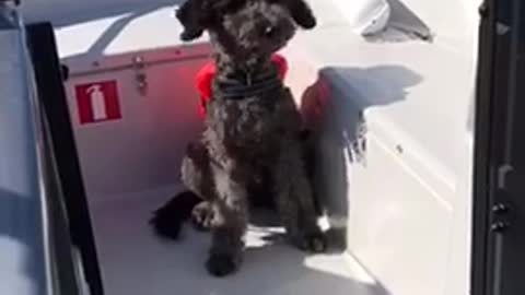 Black dog sitting in boat while driving nothing else