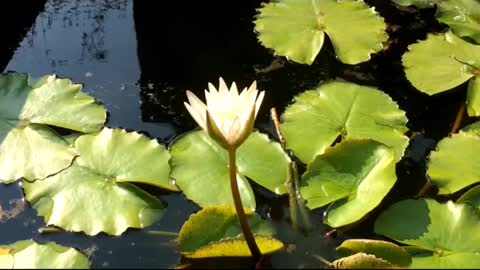 Blooming of the lotus flower.