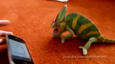 Chameleon was frightened by iphone (what did he saw?)