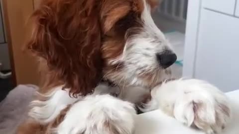 Dog Waiting To Take A Shower