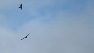 Badass ballsy hooded crow annoys Buzzard