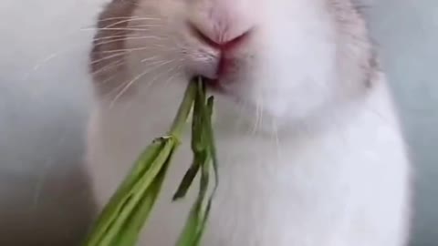 Foodie bunny