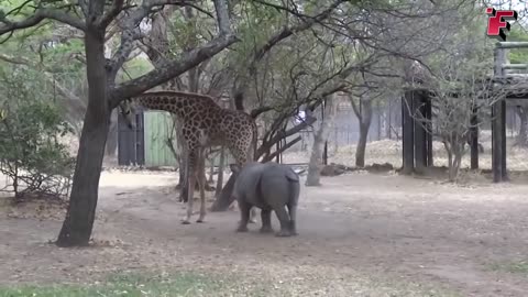 Giraffe VS Rhino