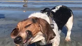 Old hound dog at beach slow motion shake