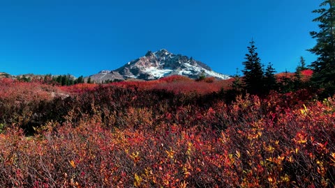 BITE-SIZED WILDS | THE AUTUMN SPECTRUM IN DEEP SATURATION @ Mount Hood! | Timberline | Oregon | 4K