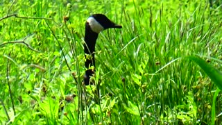 Goose in the Grass