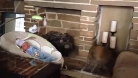 Cats funny reaction to newborn babies