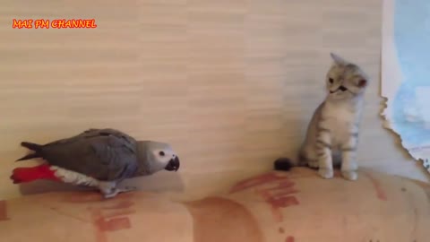 Very Funny Parrots Annoying Cats Compilation 2021 __ NEW HD