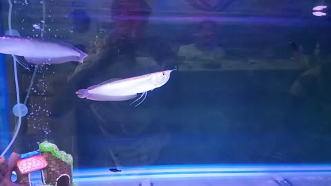 silver arowana baby fish in aquarium...