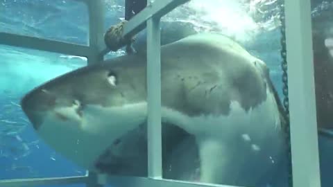 Great White Shark chomping on my cage off Guadalupe Mexico